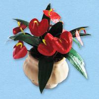 anthurium schezerianum (2)_20180402111255