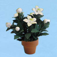 ballon-plant_20180402111259