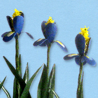 blauwe iris 2_20180402111254