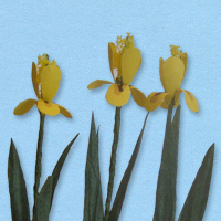 gele lis 2_20180402111258