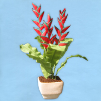 heliconia_20180402111256