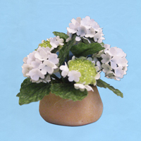 hortensia-wit_20180402111256