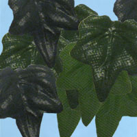 klimop-blaadjes_20180402111256