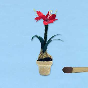 amaryllis-rood-24_20180402111302