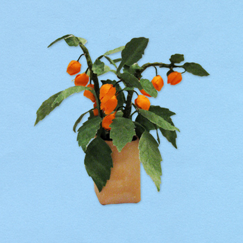 physalis_20180402111302