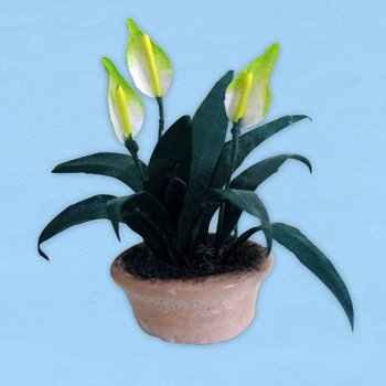 spathiphyllum_20180402111302