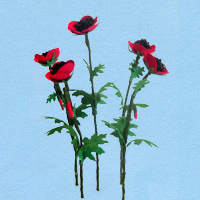 papaver_20180402111254