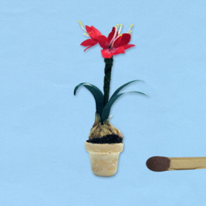 amaryllis-rood-24_20180402111302