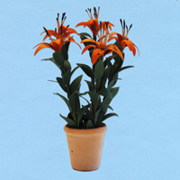 tijgerlelie_20180402111259